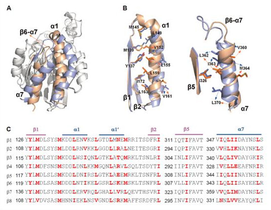 生化细胞所揭示整合素α4β7维持其低活性状态的分子机制
