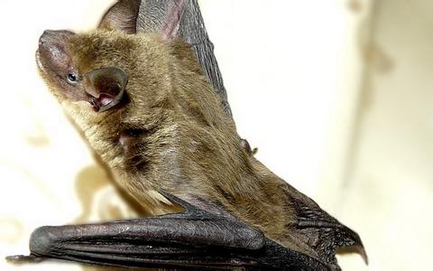 澳大利亚科学家：蝙蝠或是对抗埃博拉病毒关键
