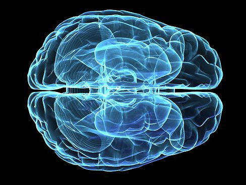 神经科学新发现，冷却探针绘制大脑地图