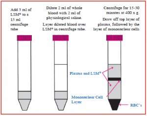 淋巴细胞分离液(LSM)以离心方式分离活淋巴细胞